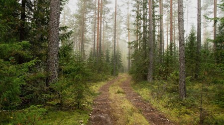 Осенний лес