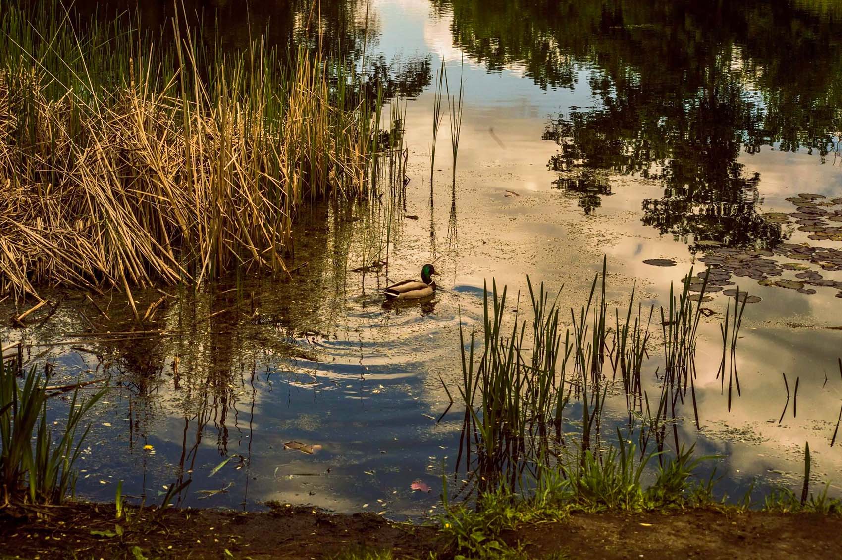 Озеро на закате