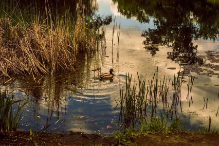 Озеро на закате