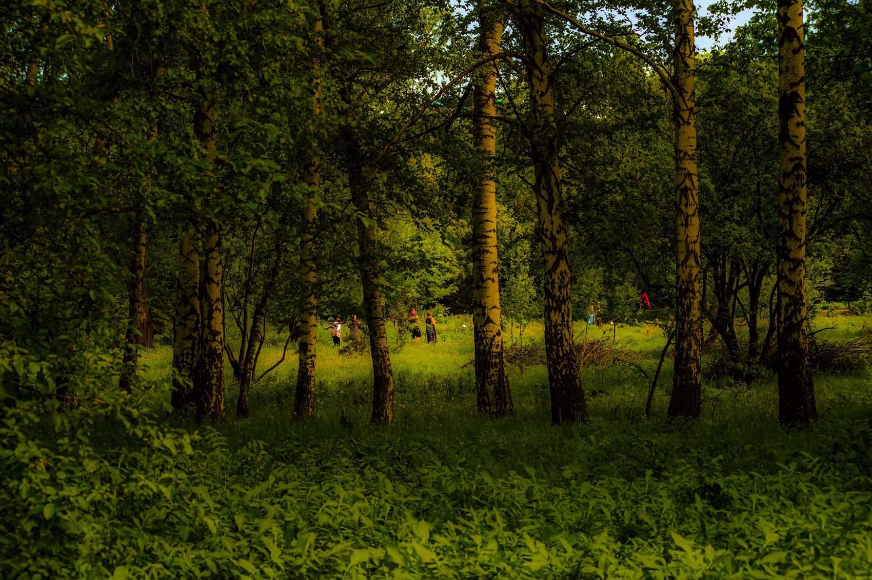 Прогулка в лесу