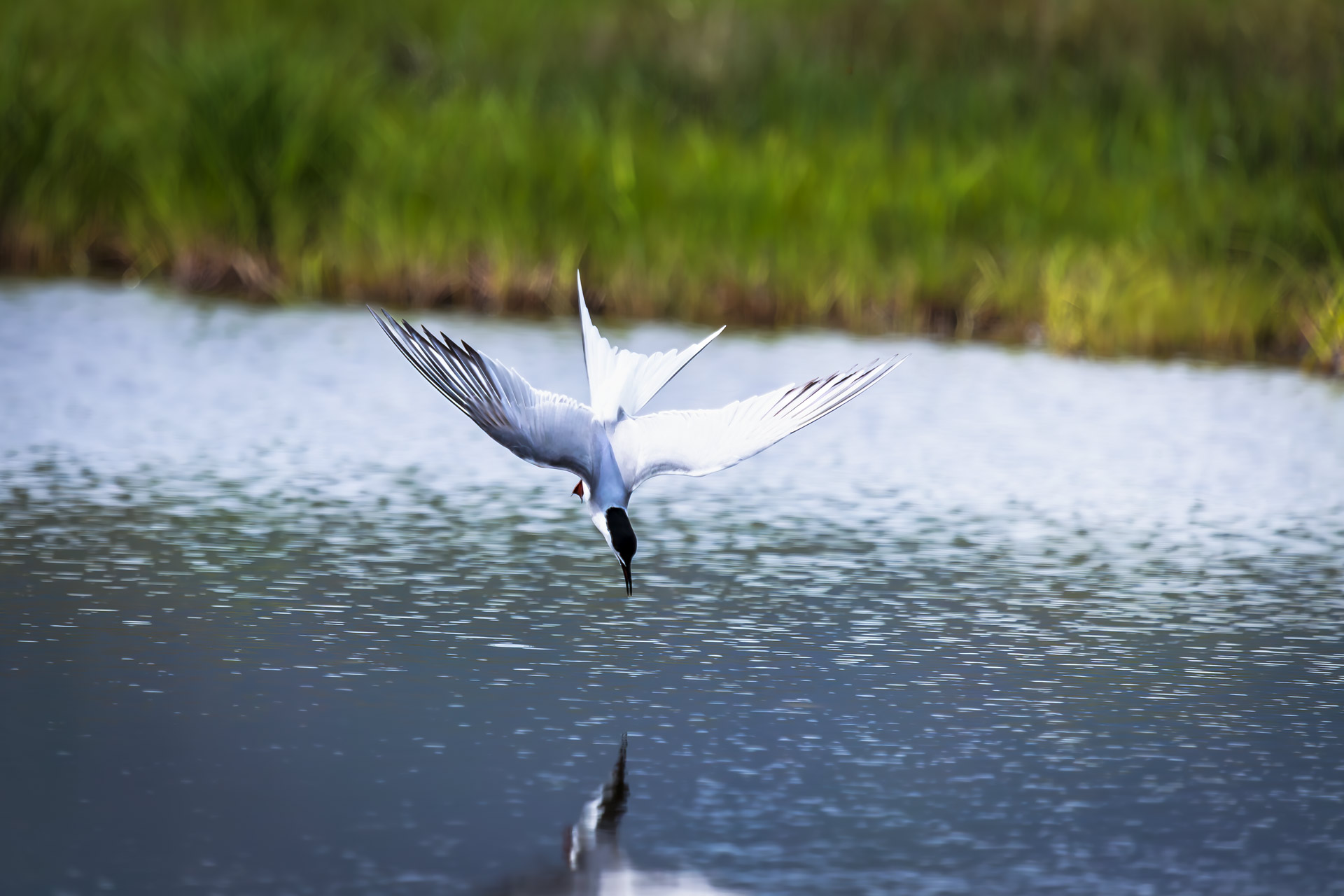 Хроники пикирующей крачки