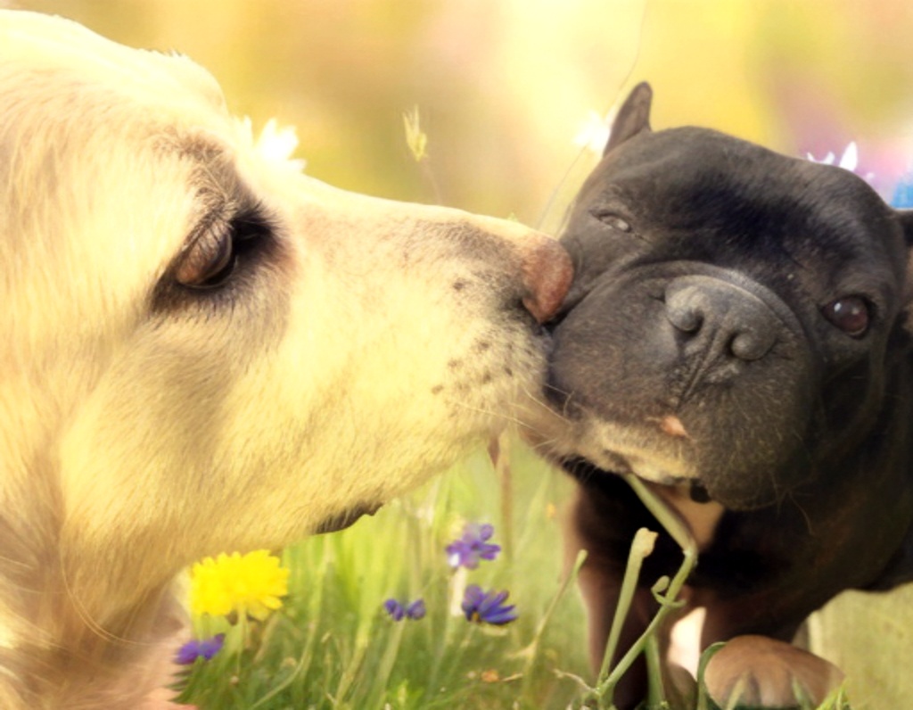 "И новые друзья ну обниматься, ну целоваться; Не знают с радости, к кому и приравняться: «Орест мой!» ― «Мой Пилад!» Прочь свары, зависть, злость! " /И.А.Крылов/