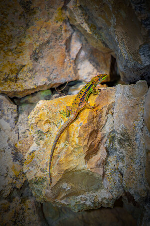 Медной горы хозяйка