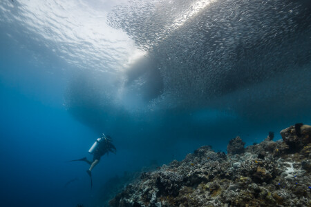 Сардиновый шторм