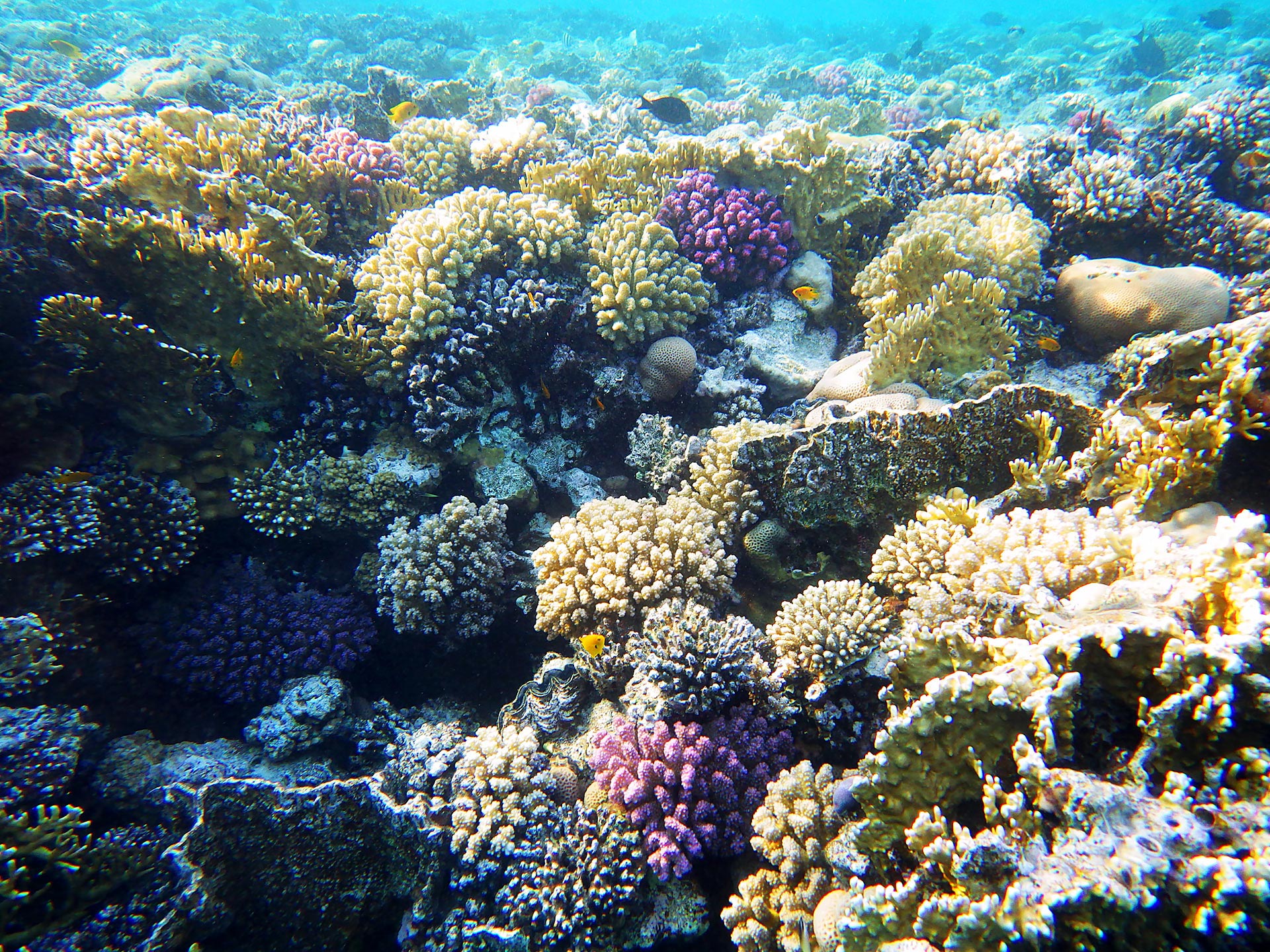 Подводные леса