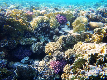 Подводные леса