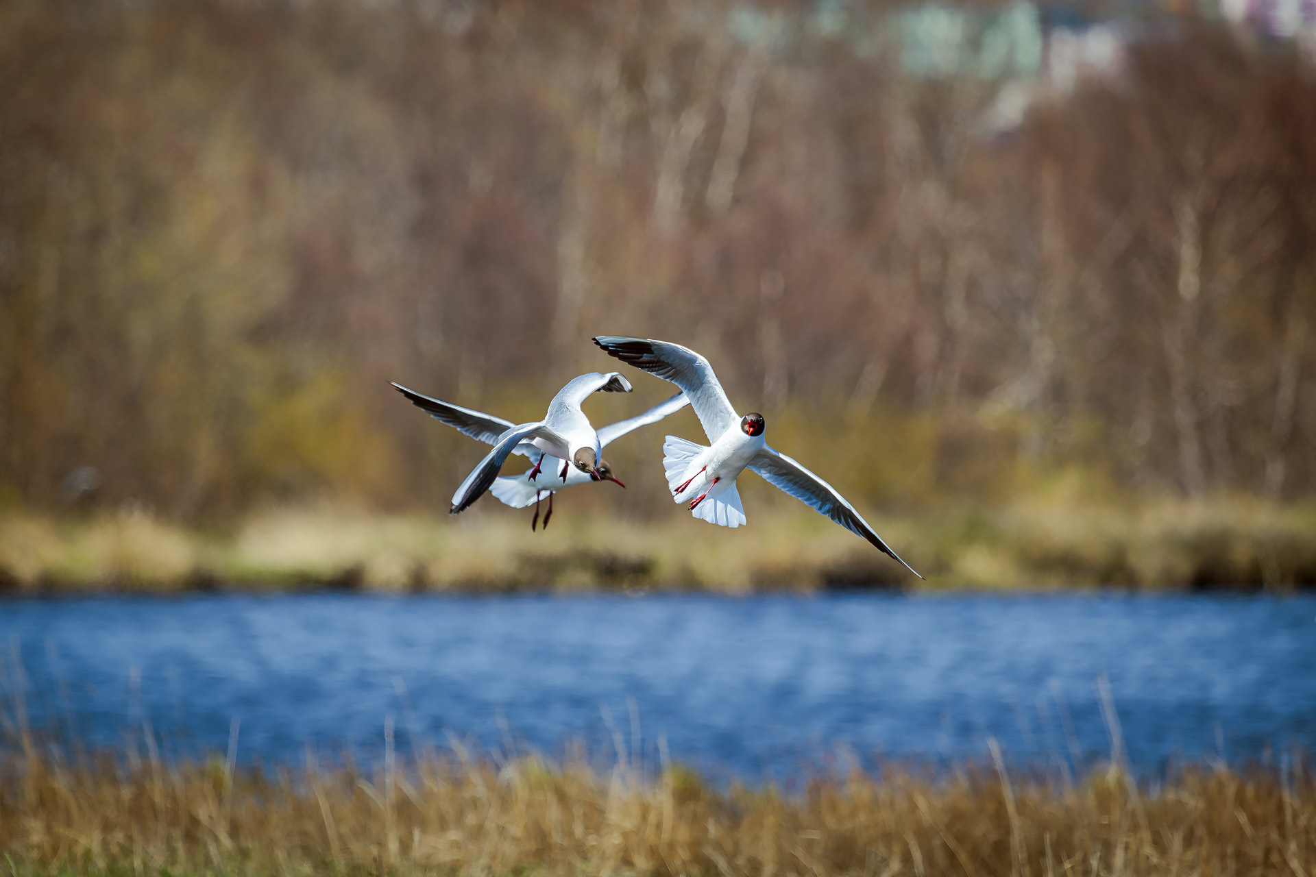 Озёрные чайки