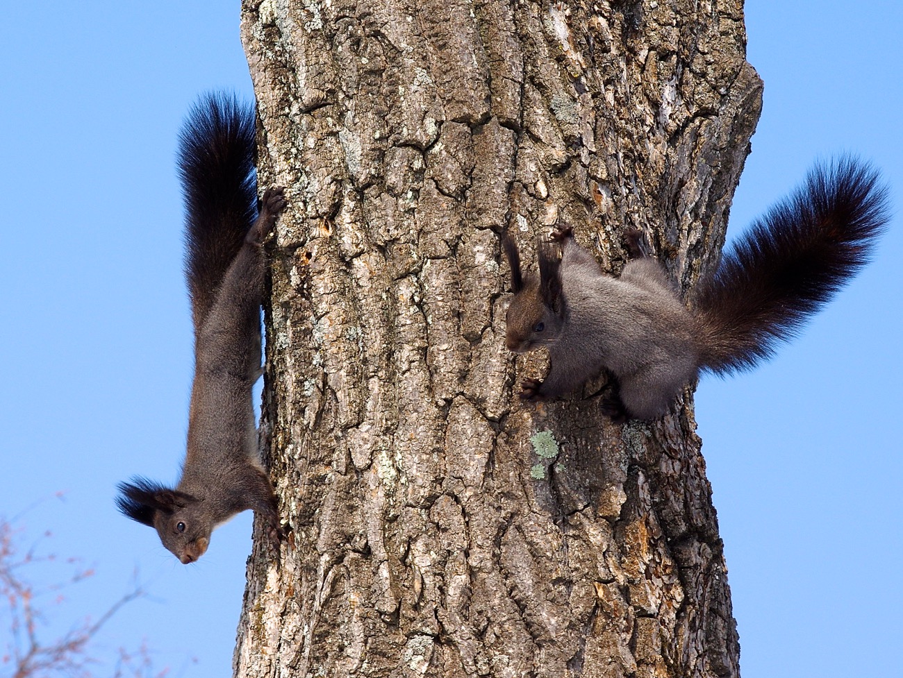 Ушки на макушке