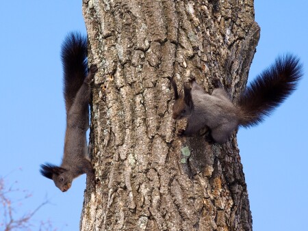 Ушки на макушке