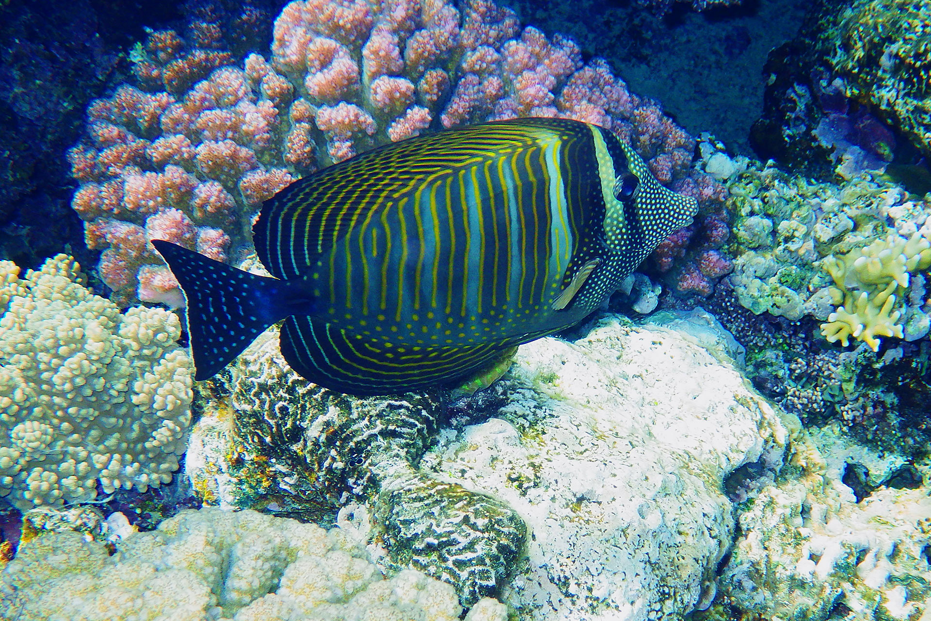 Зебрасома парусная Дежардена