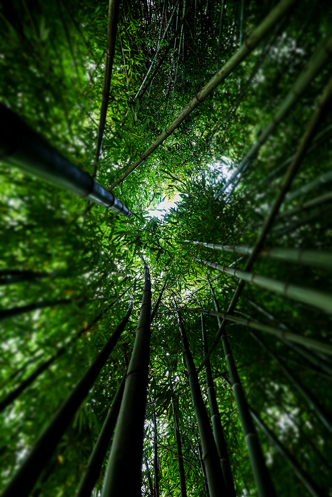 осенние листья бамбука