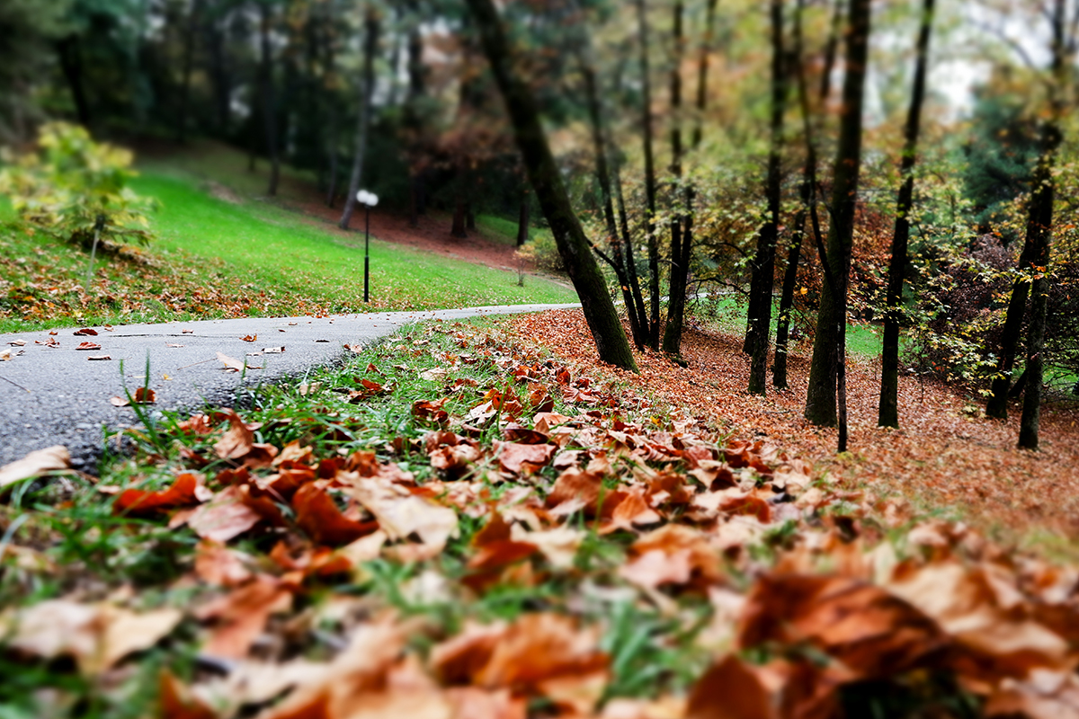 осень в миниатюре