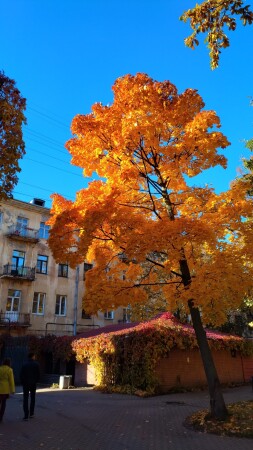 Осень в городе.
