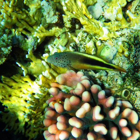 Кудрепёр Форстера