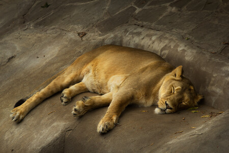 Сон львицы в летний день