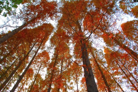 В осеннем наряде