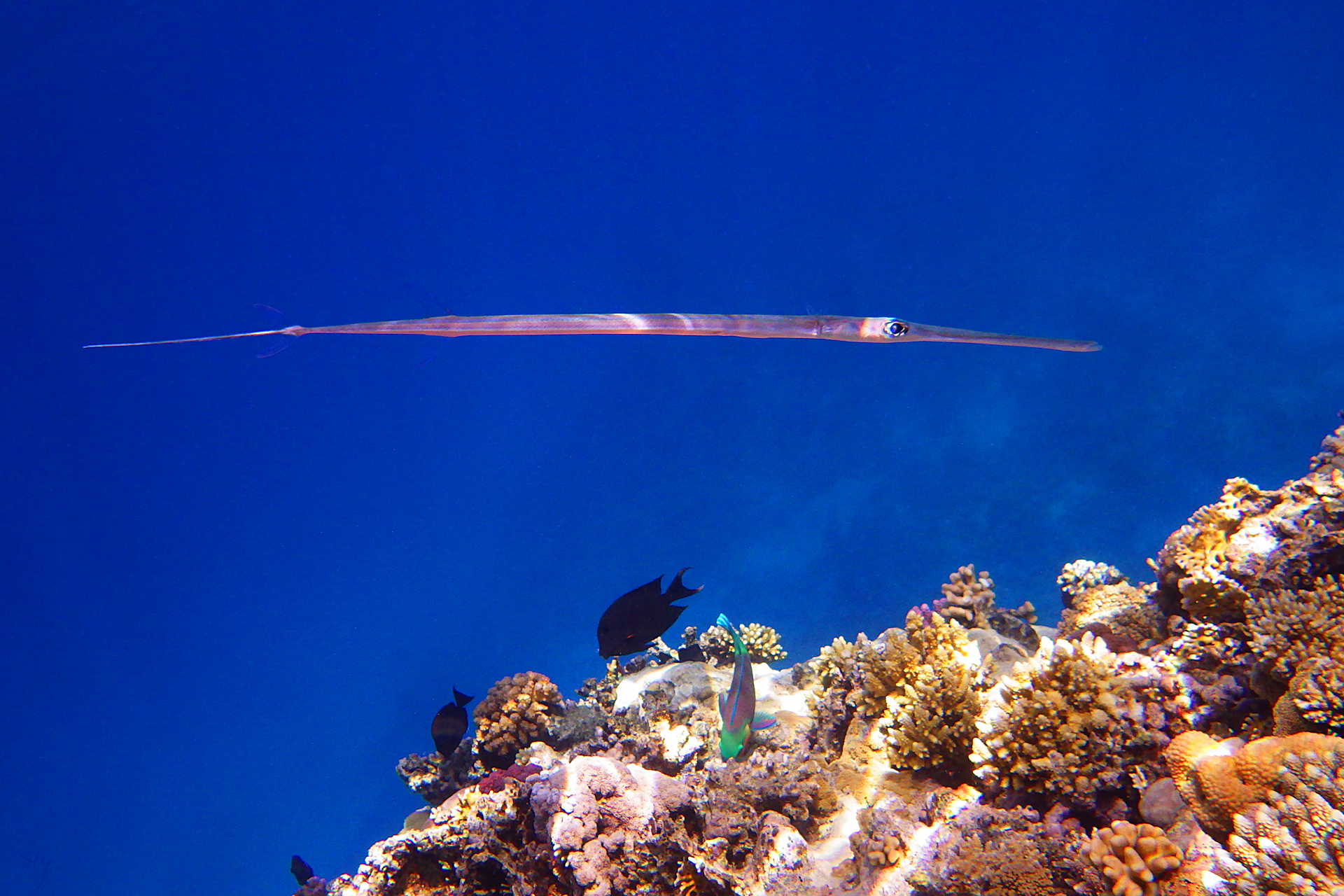 Голубопятнистая свистулька