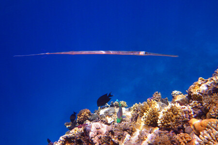 Голубопятнистая свистулька