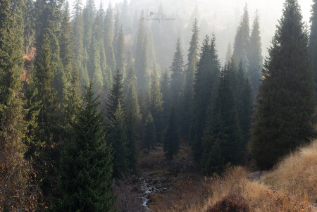 Лесные зарисовки..