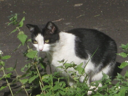 Чёрно-белая кошка