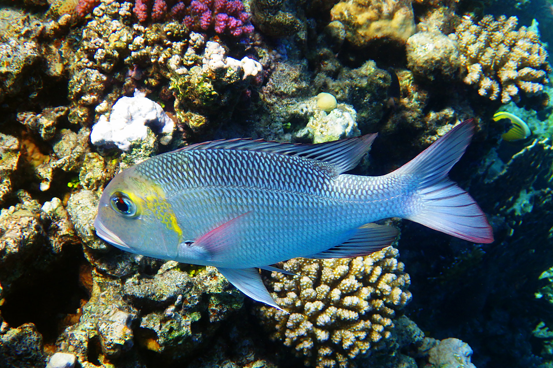 Короткокрылый пентапод