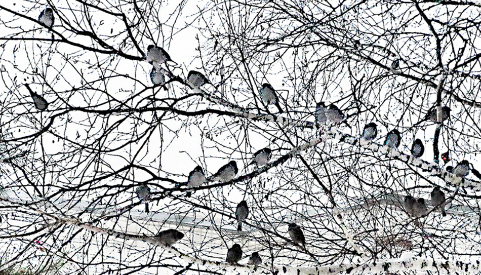 Воробьи зимой всегда дружны...