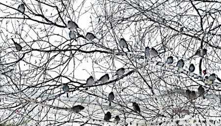 Воробьи зимой всегда дружны...