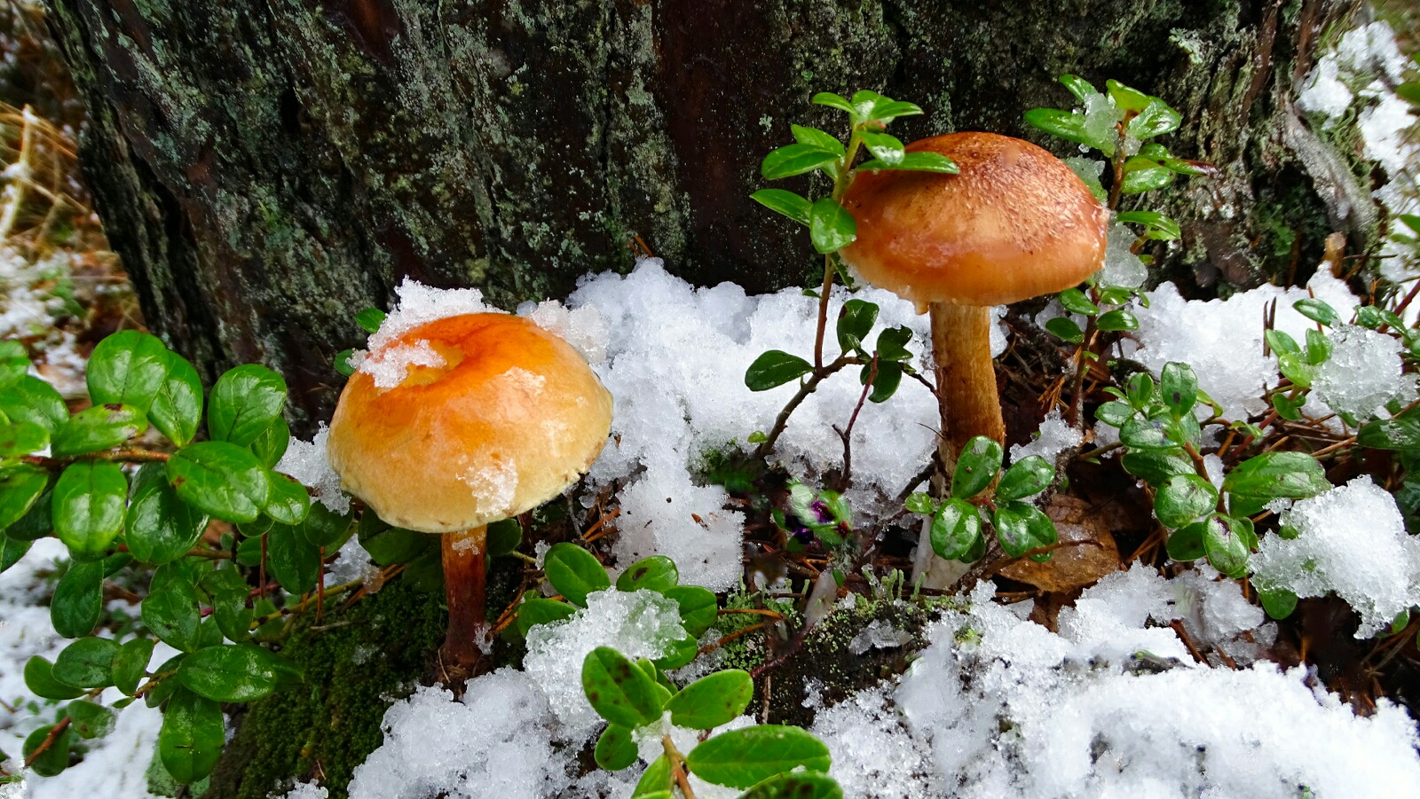 Природа Смоленщины 