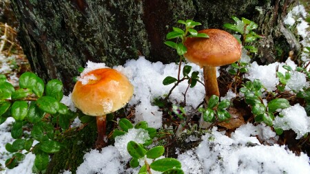 Природа Смоленщины 