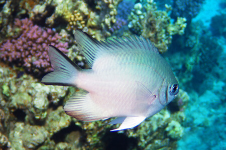 Из хрусталя...