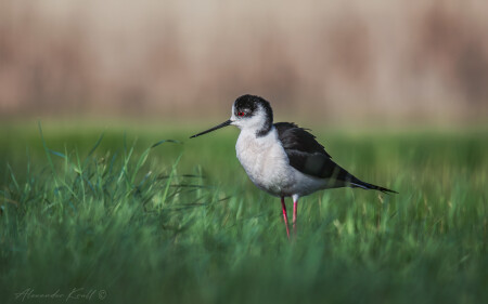 Задумчивый