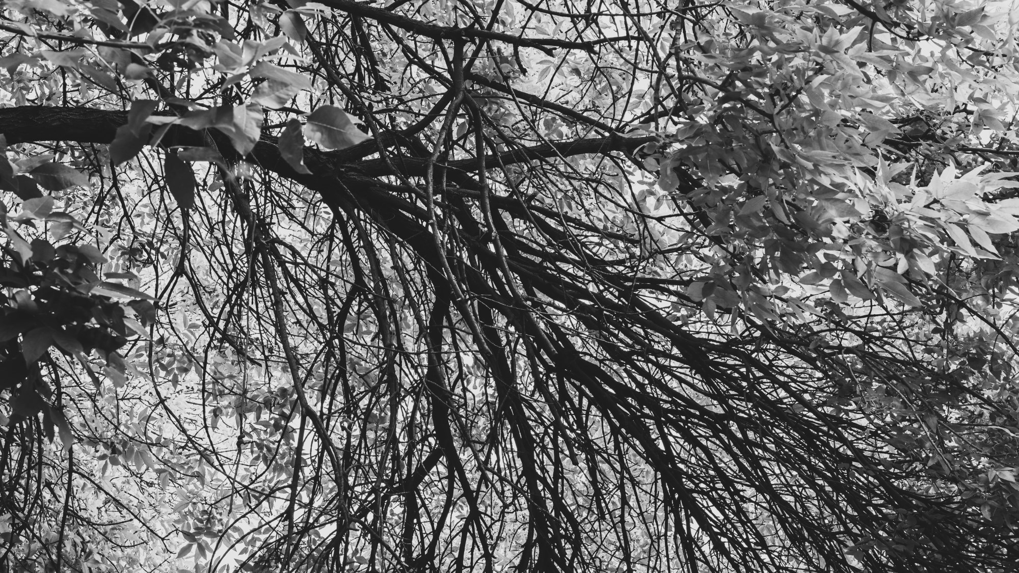 Артерии осени