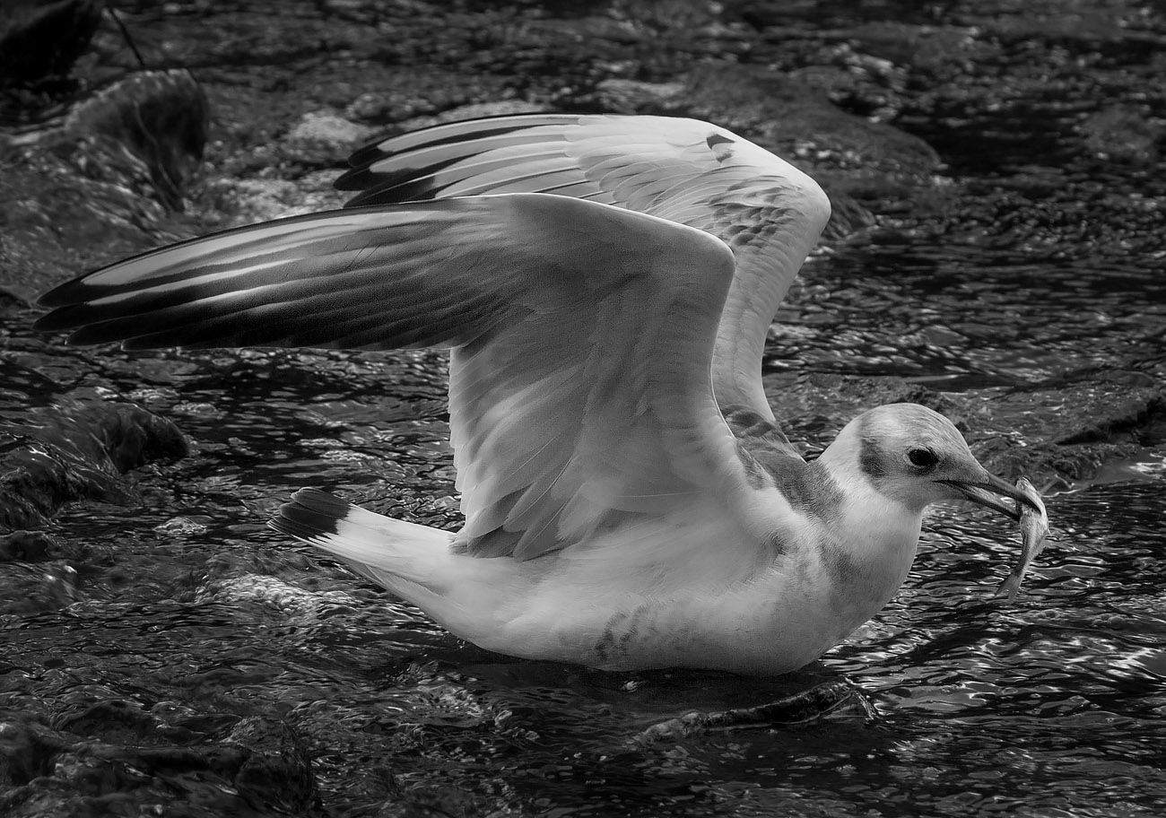 Чайка и добыча