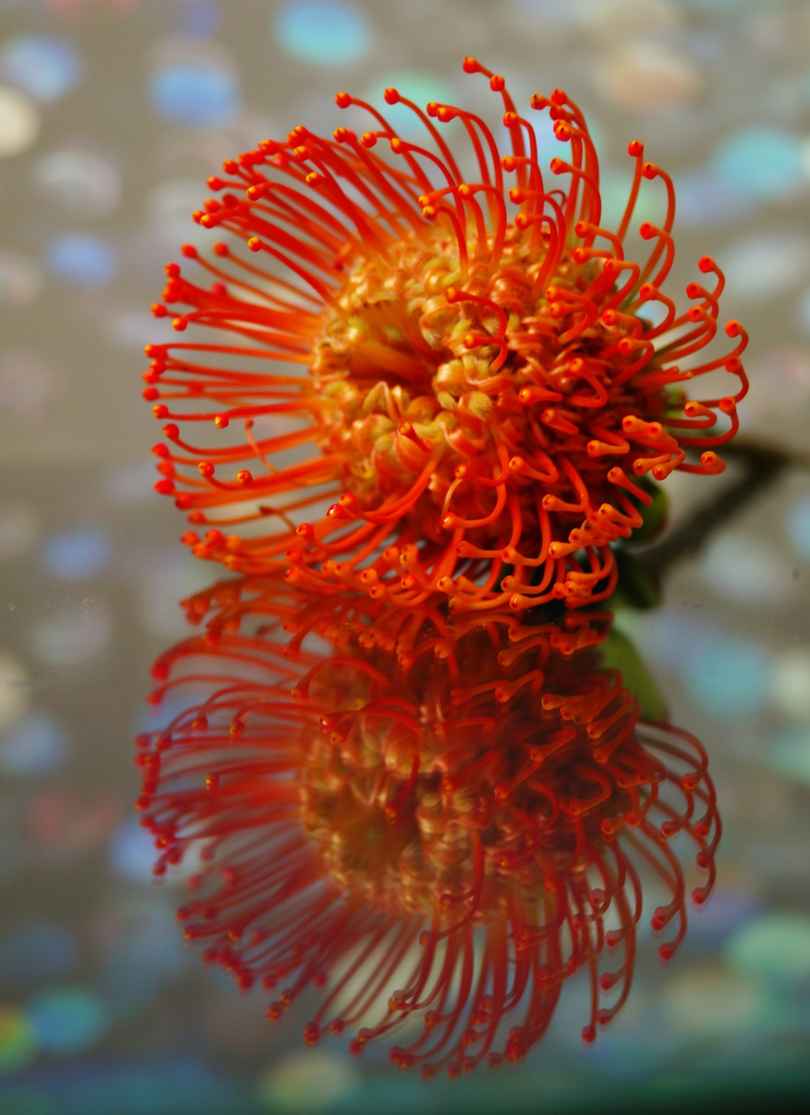 Космосмический цветок 