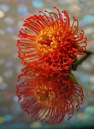 Космосмический цветок 