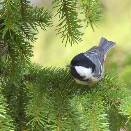 В родной стихии