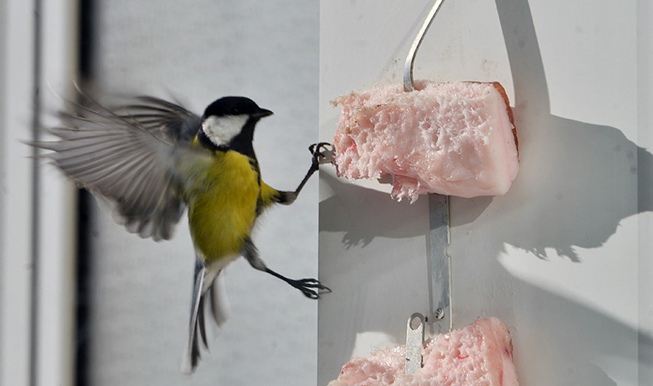 Синички любят сало...