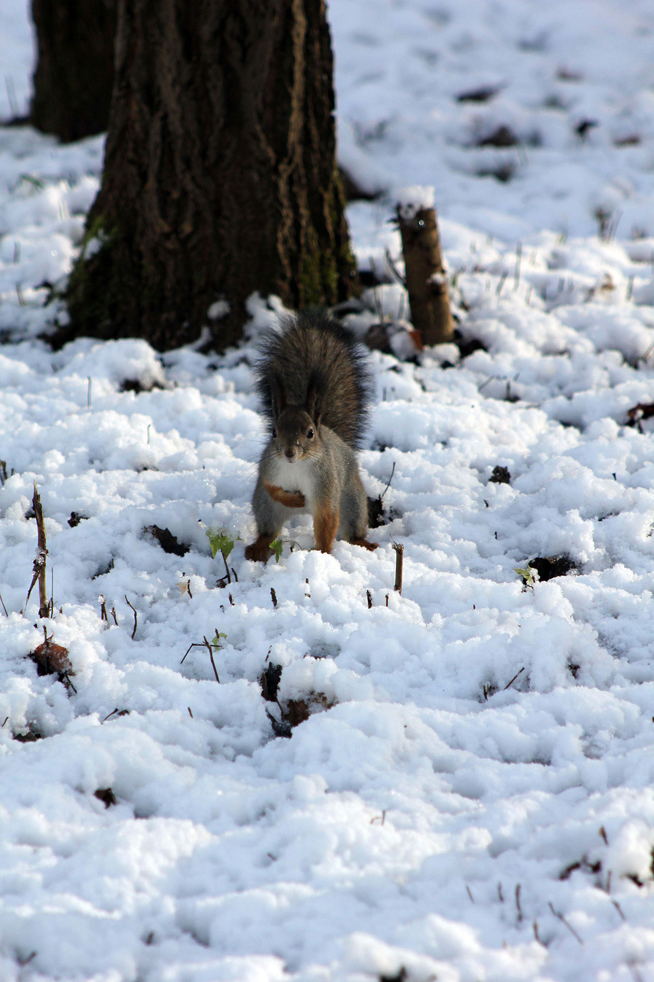 Тяжело по снегу бегать