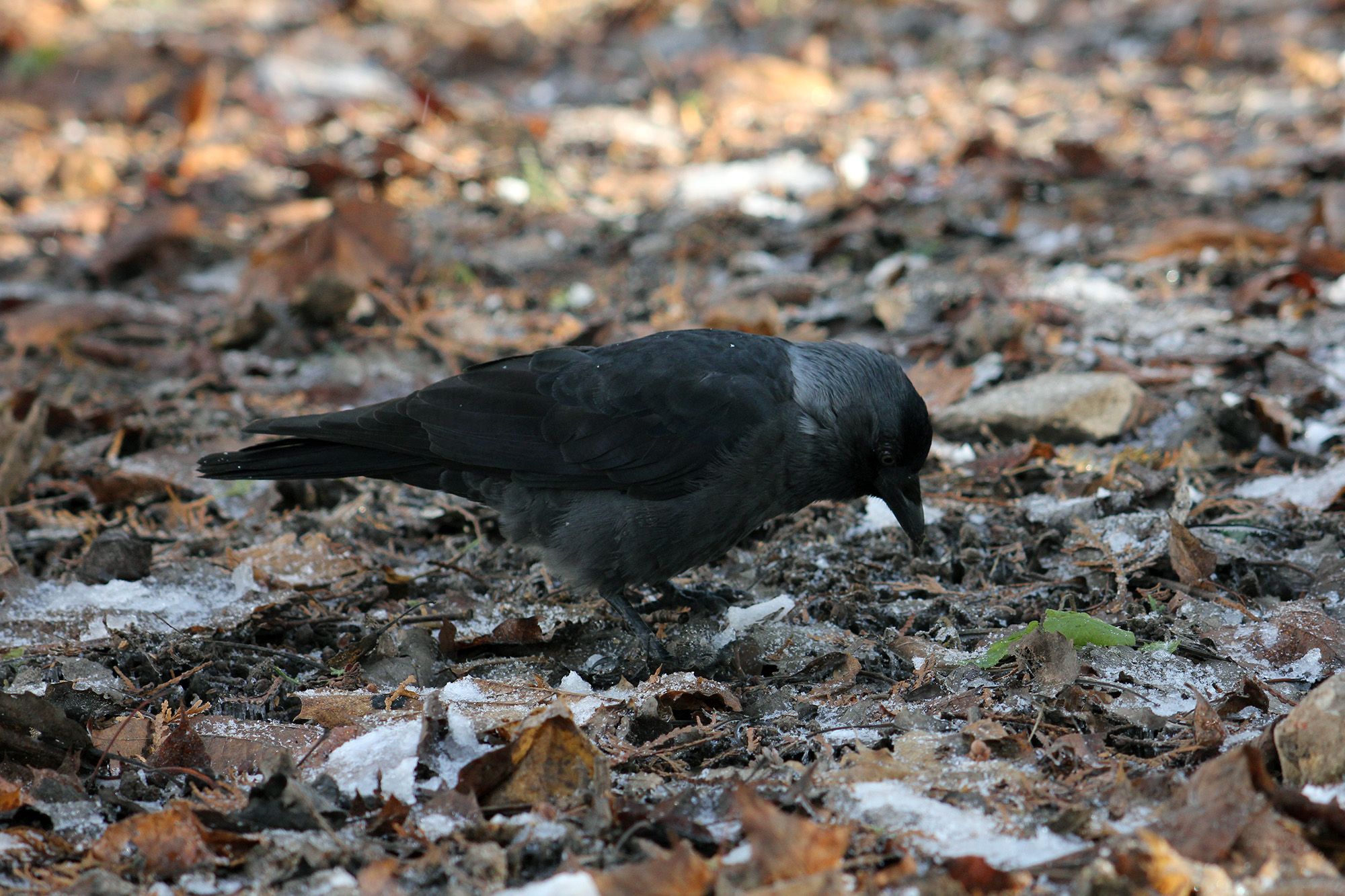 В поисках пищи