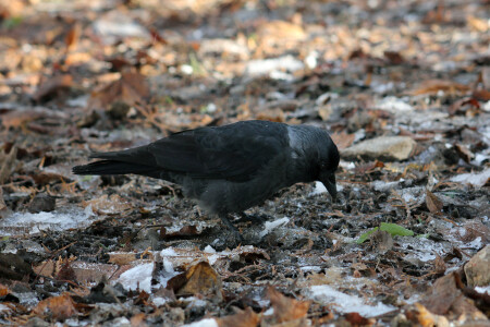 В поисках пищи