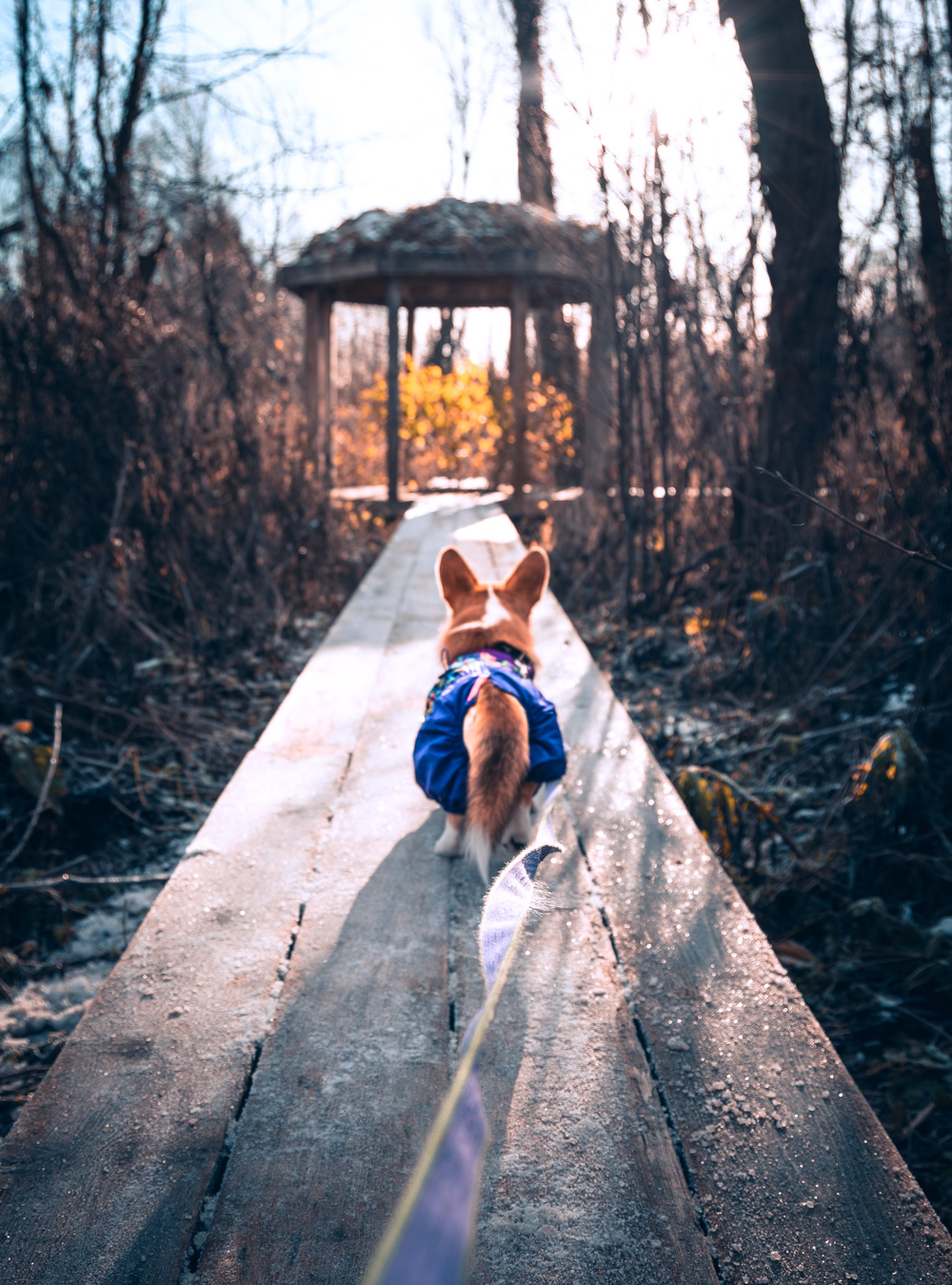 Корги в стране чудес