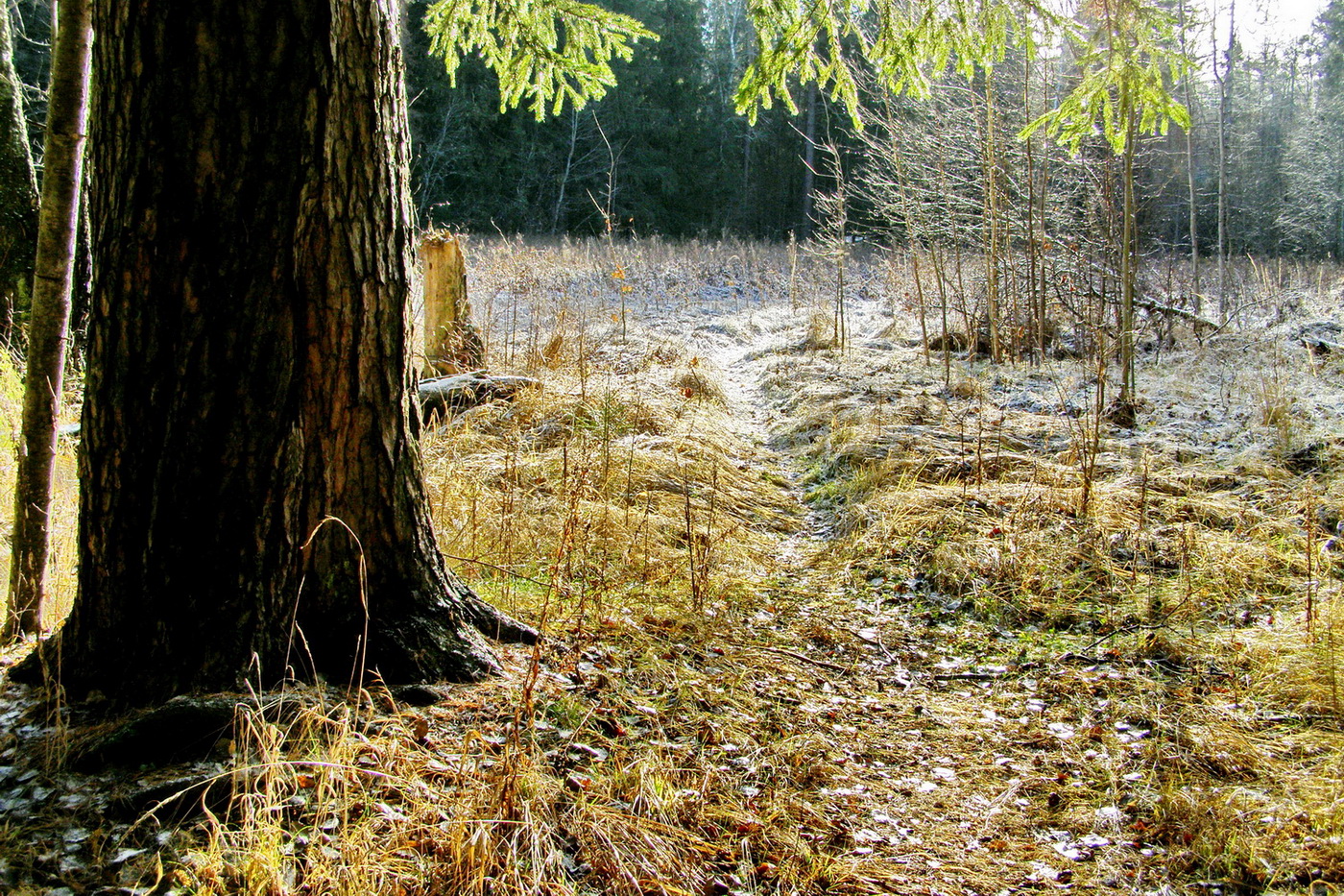 Ноябрьская тропинка.