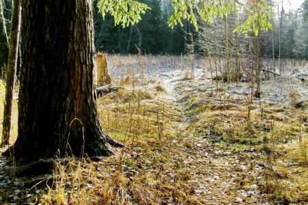 Ноябрьская тропинка.