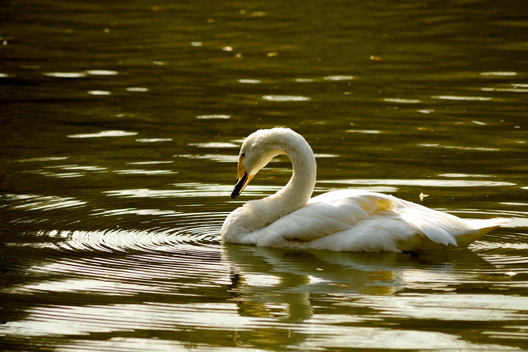 На осенней протоке