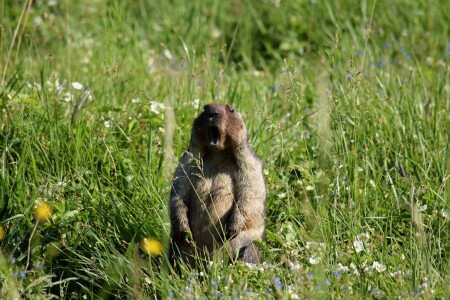 Хозяин поляны.