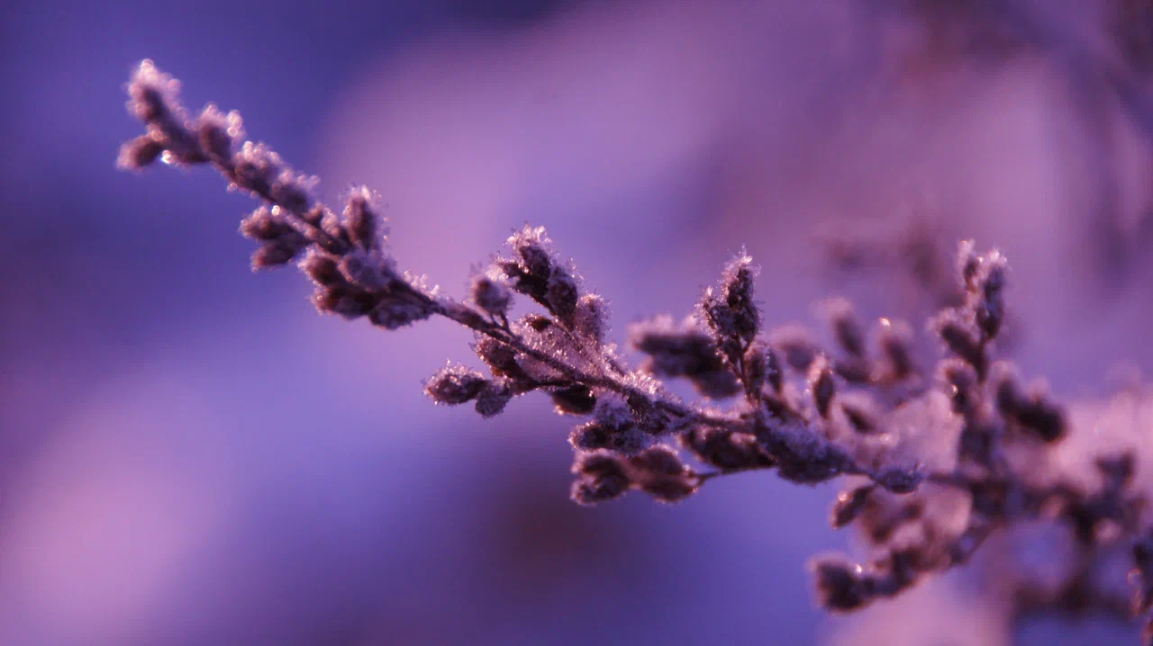 Первый мороз