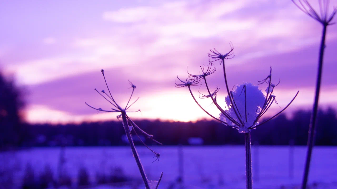 Морозное утро