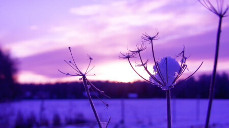 Морозное утро