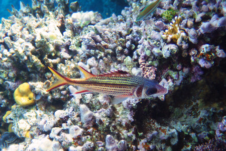 Пятнистый пламенщик