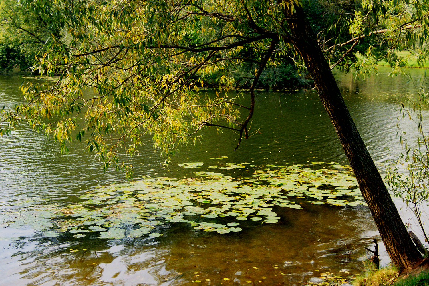 Кузьминский парк
